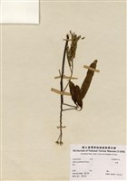 藏品(合歡)的圖片